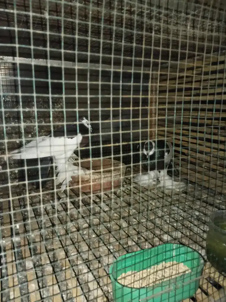 1.200.000 jual burung