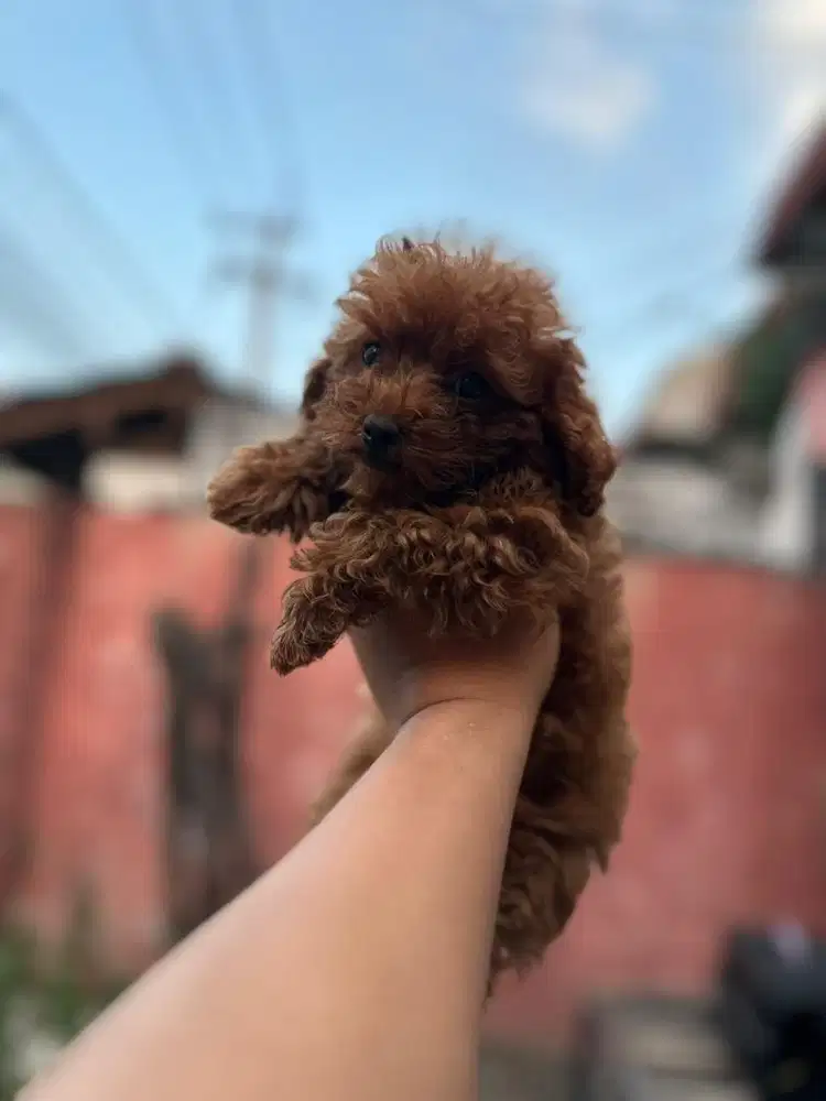 Jual anjing toy poodle asli (stb vaksin chip) betina