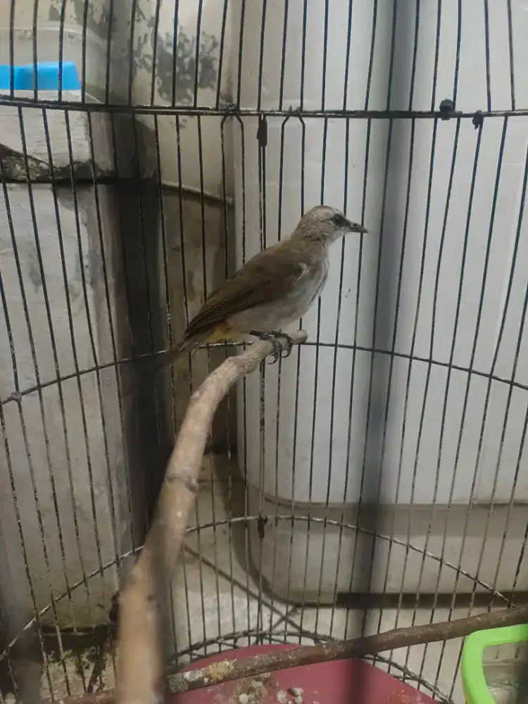 Dijual kandang burung + burung nya