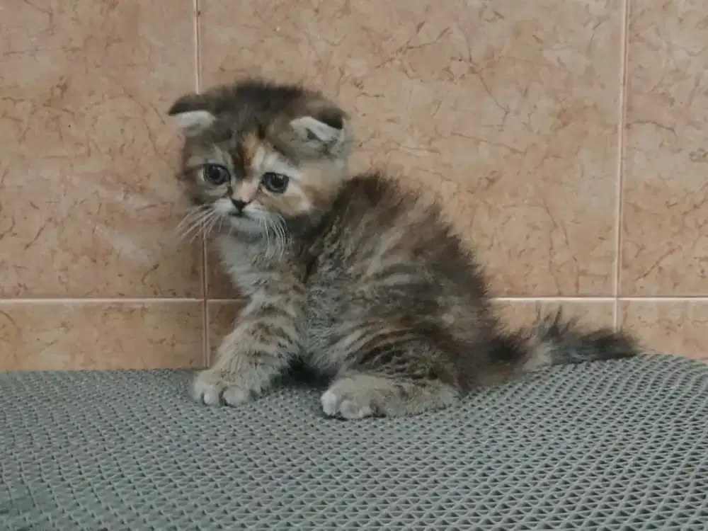 Kitten Scottish fold betina