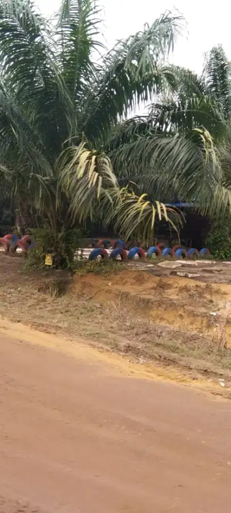 Loker perkebunan Kelapa sawit Kalimantan