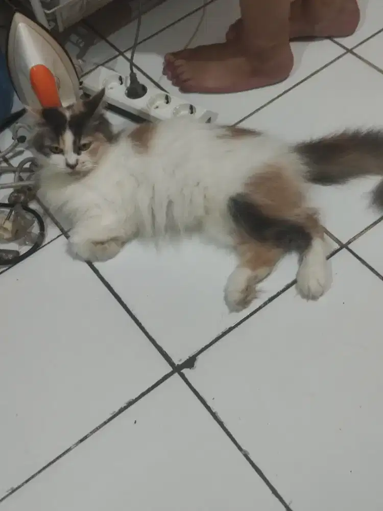 Hibbah ganti pakan aja seikhlasnya