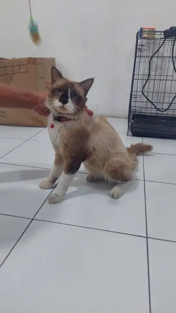 Kucing siam jantan