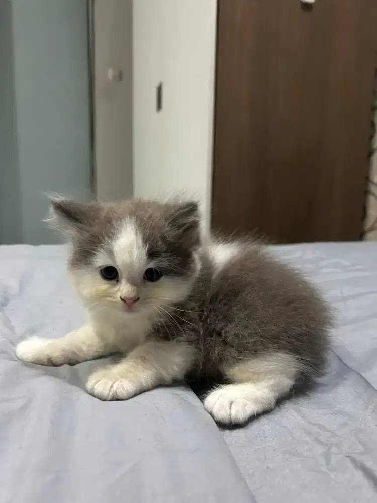 Open Adopt with Fee British Long Hair