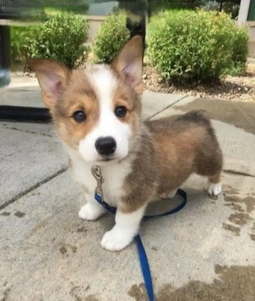 DIJUAL ANAK ANJING CORGI