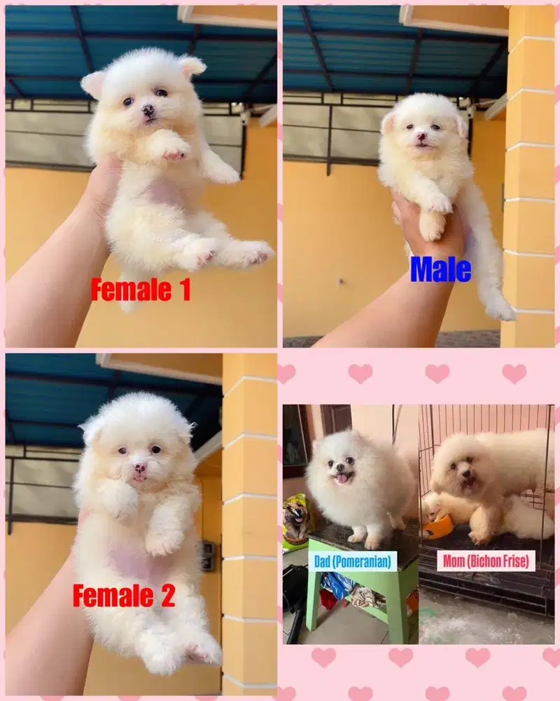 Puppy Pom Bichon berkualitas