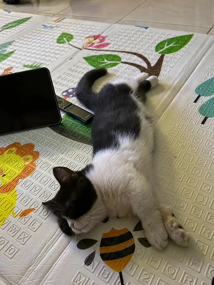 Kucing Munchkin Jantan