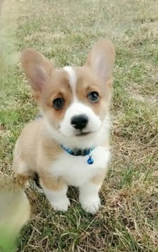 DIJUAL ANAK ANJING CORGI
