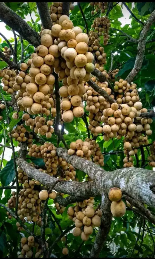 Nyari lowongan kerja siap kerja