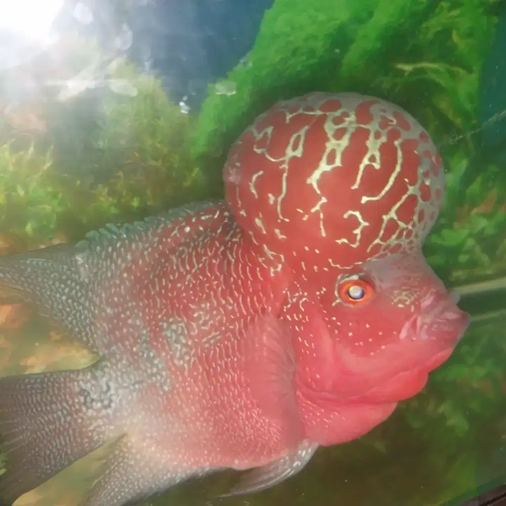 Ikan louhan SRD