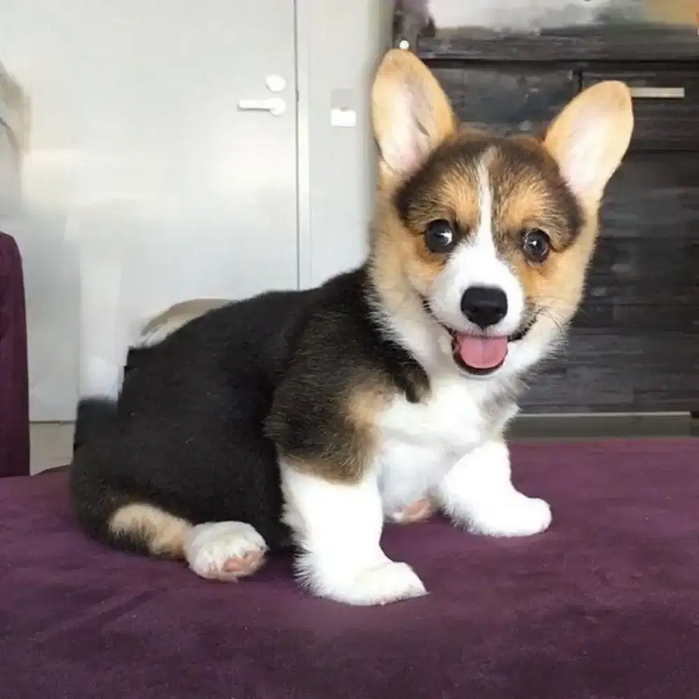 DIJUAL ANAK ANJING CORGI