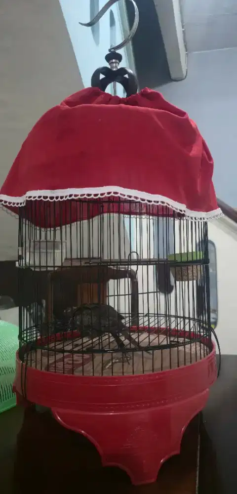 burung perkutut cemani fs