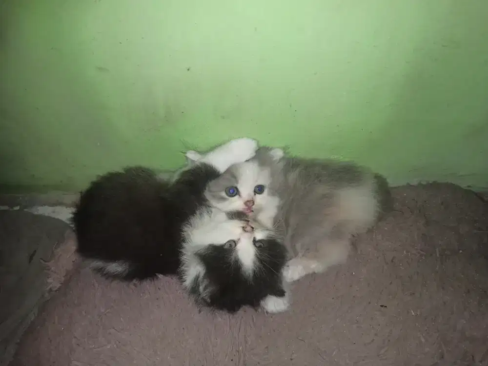Kitten Persia campuran Himalaya Lucu Aktif