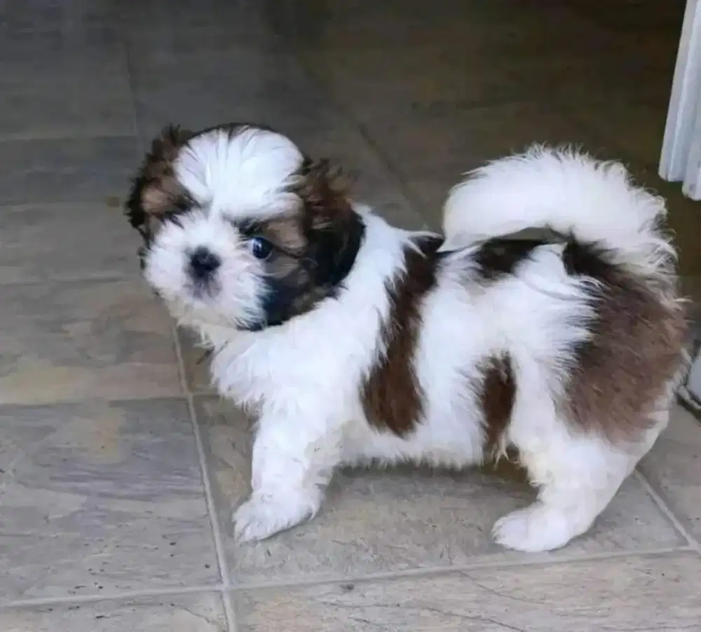 DIJUAL ANAK ANJING SHITZHU