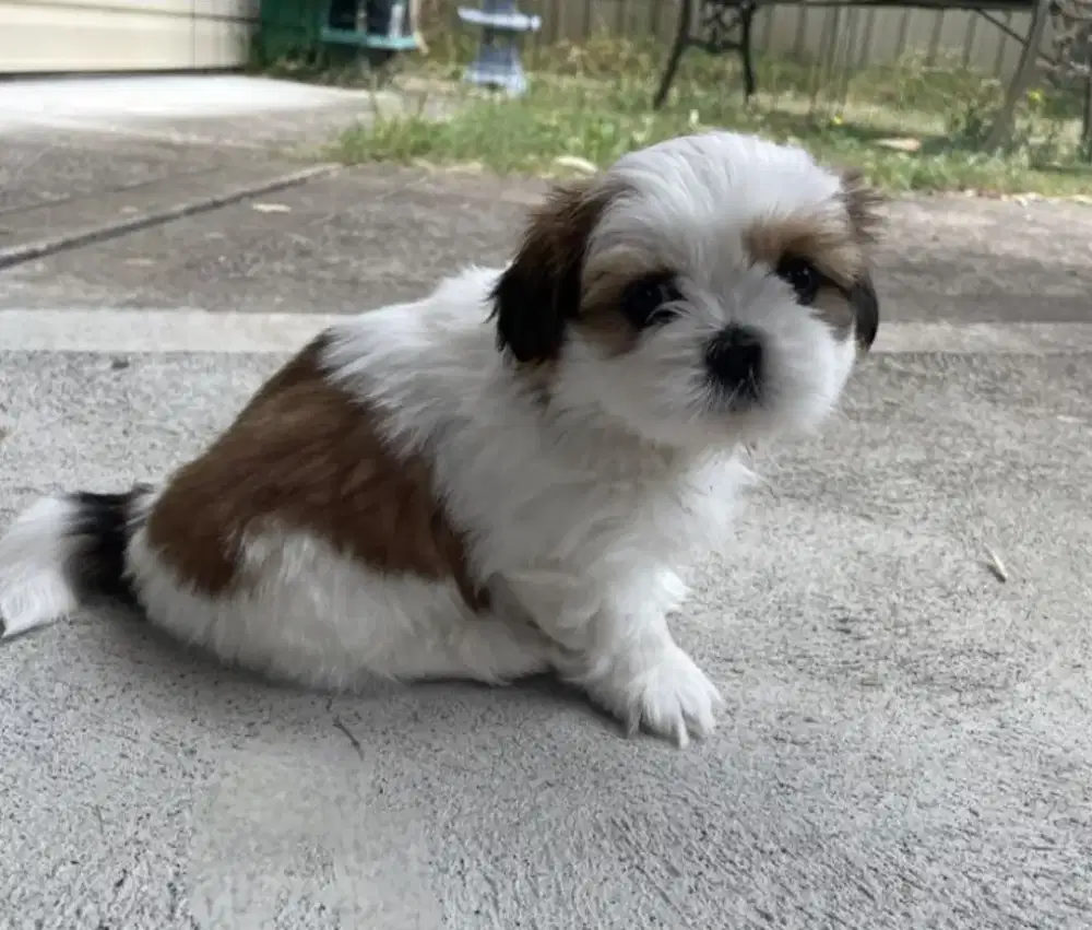 DIJUAL ANAK ANJING SHITZHU
