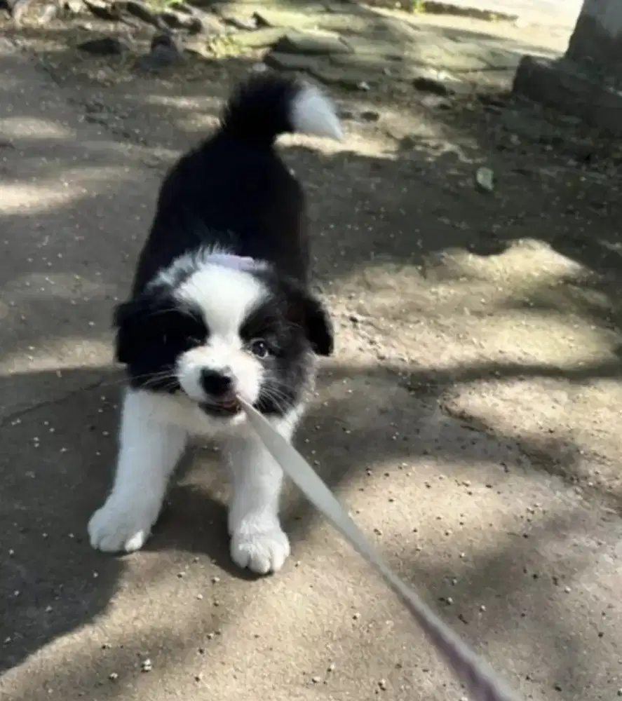 DIJUAL ANAK ANJING BORDER COLLIE