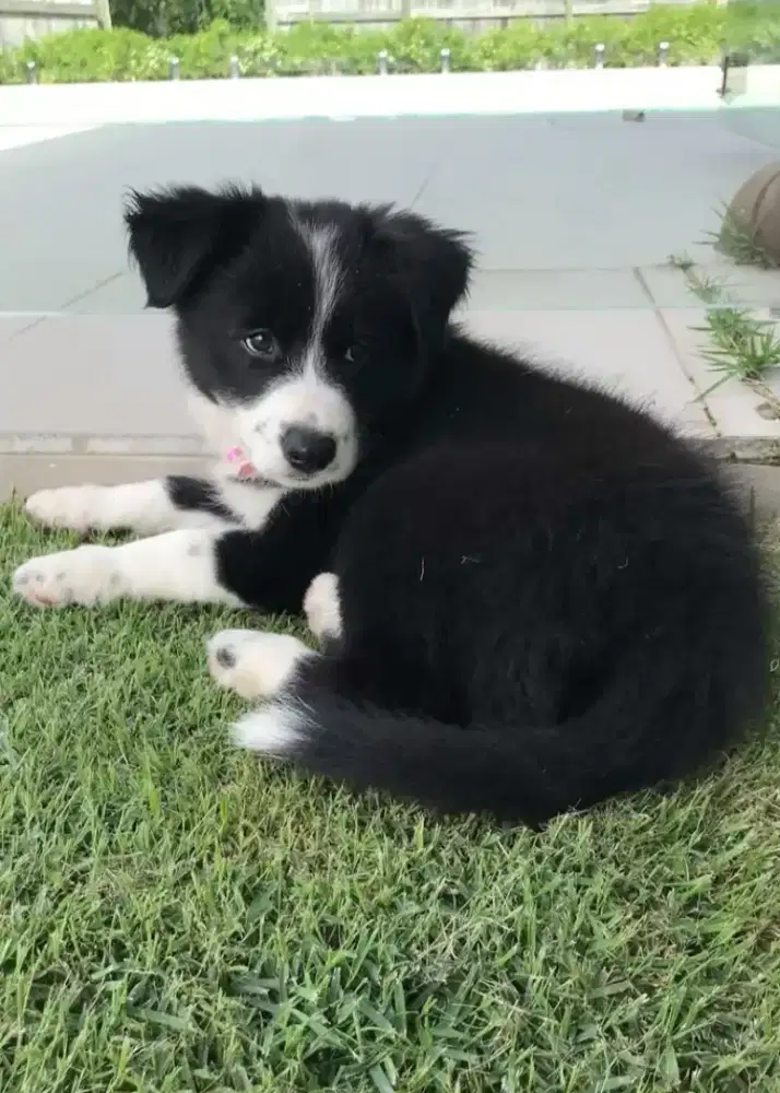 DIJUAL ANAK ANJING BORDER COLLIE