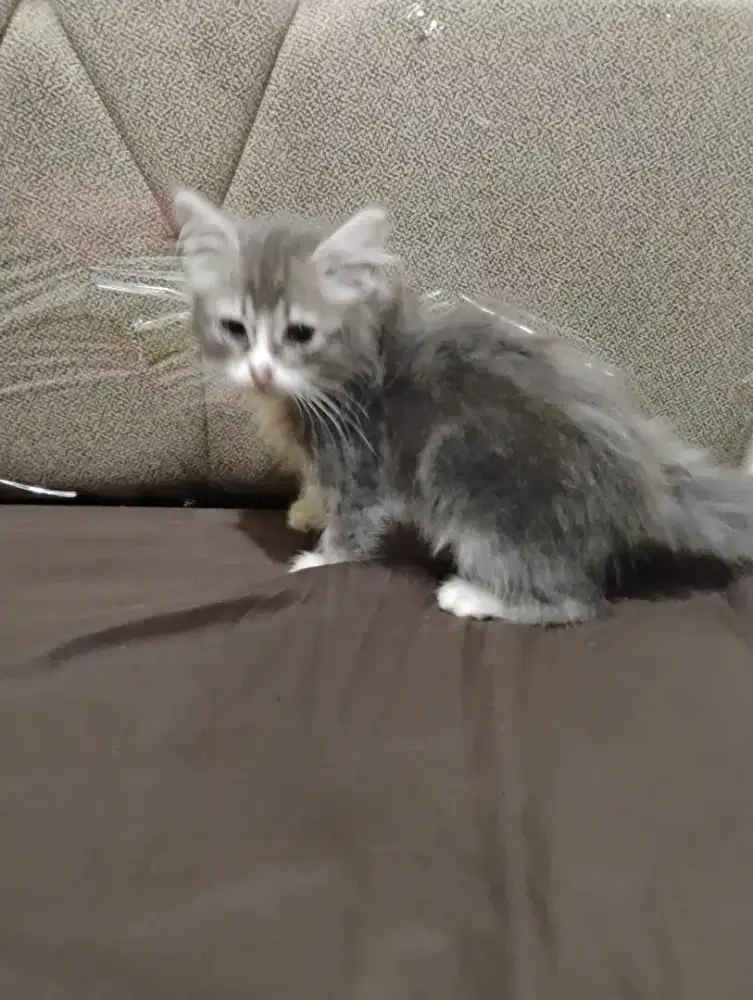 Kitten Persia mix bsh