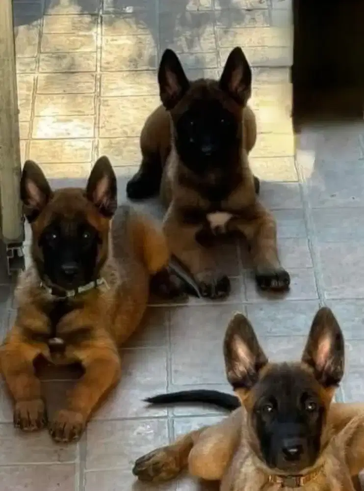 DIJUAL ANAK ANJING BELGIAN MALINOIS