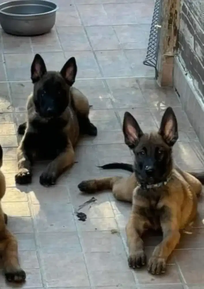 DIJUAL ANAK ANJING BELGIAN MALINOIS