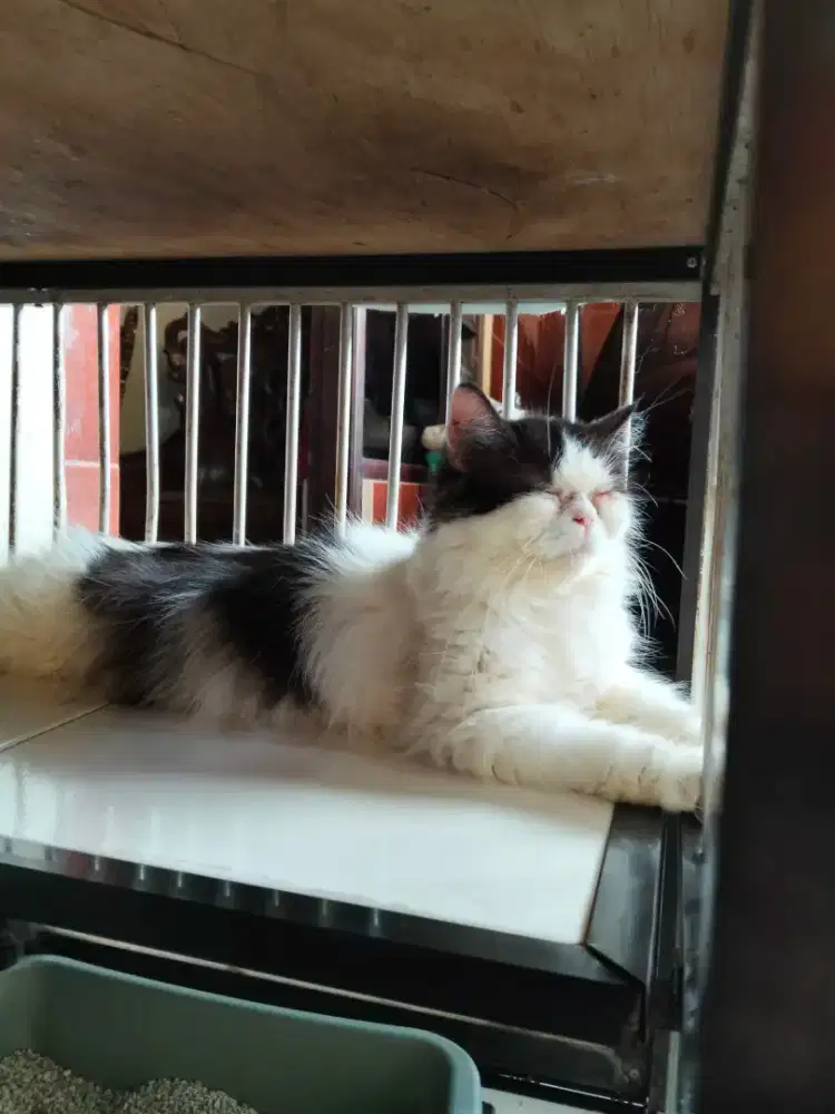 Kucing warna texudo