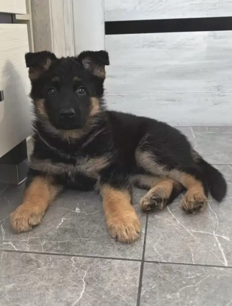 DIJUAL ANAK ANJING HERDER/GSD