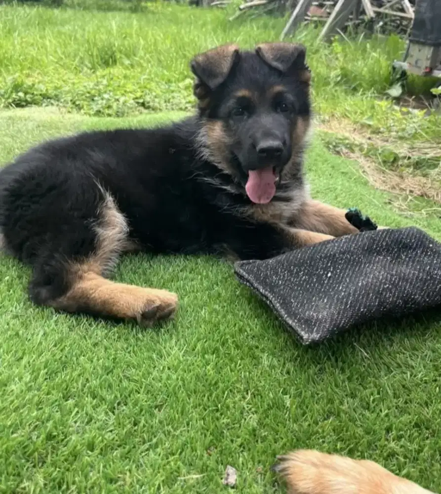 DIJUAL ANAK ANJING HERDER/ GSD