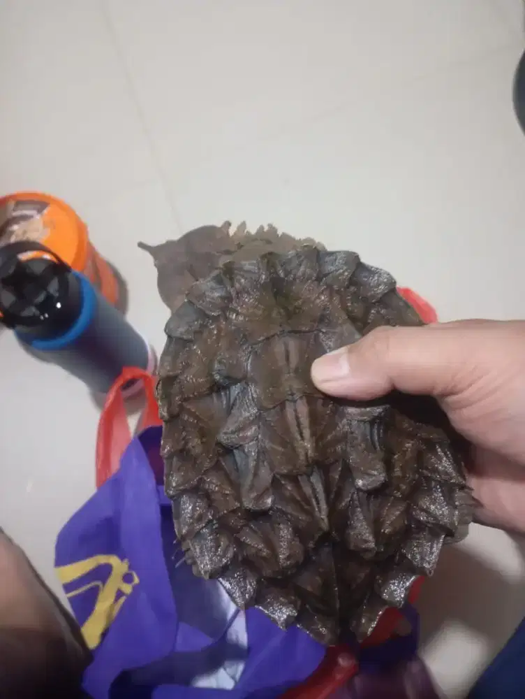 Kura mata mata Venezuela male 17-18 cm
