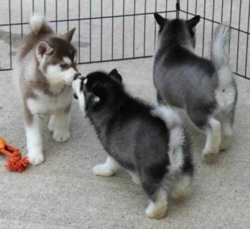 DIJUAL ANAK ANJING SIBERIAN HUSKY