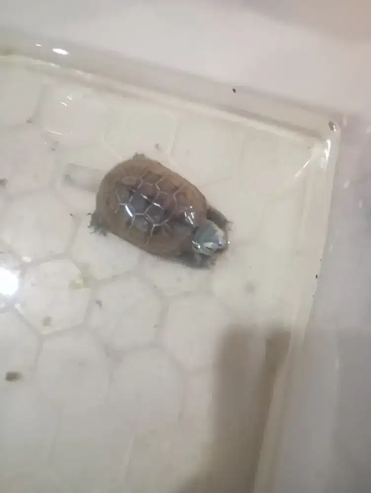 Kura cynemis 6 cm