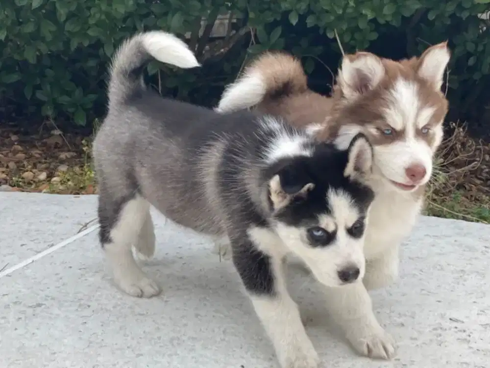 DIJUAL ANAK ANJING SIBERIAN HUSKY