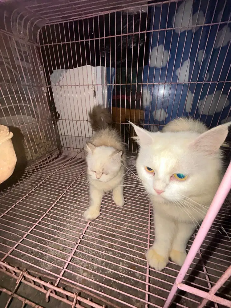 Lepas Adop Kucing Persia
