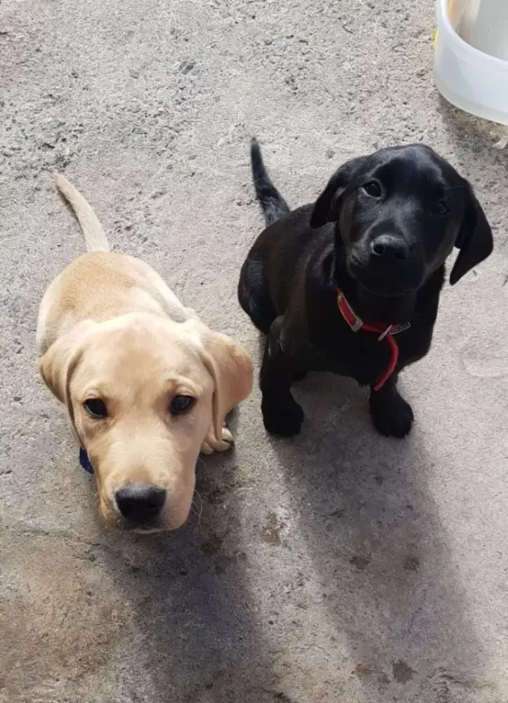 DIJUAL ANAK ANJING LABRADOR RETRIEVER