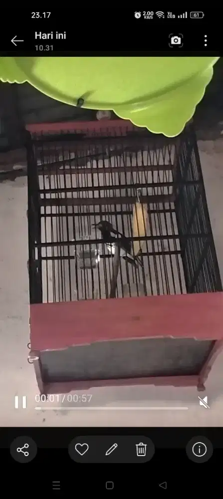 Burung Anis kembang