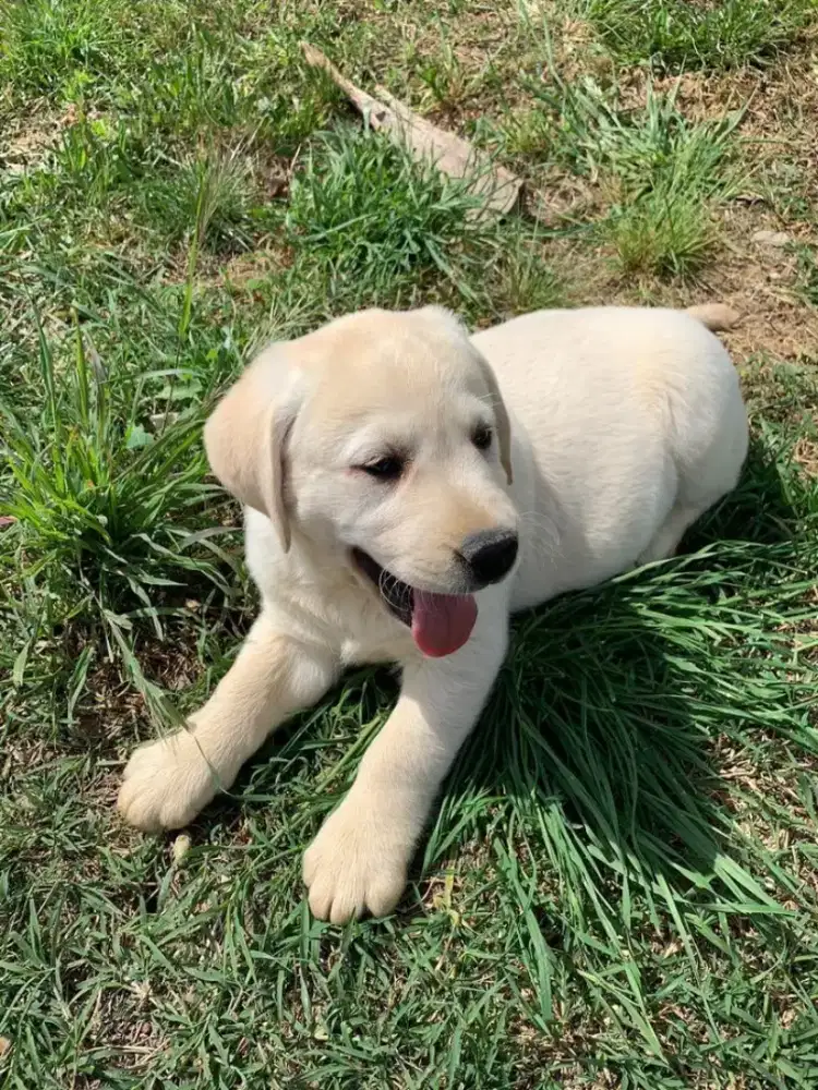 DIJUAL ANAK ANJING LABRADOR RETRIEVER