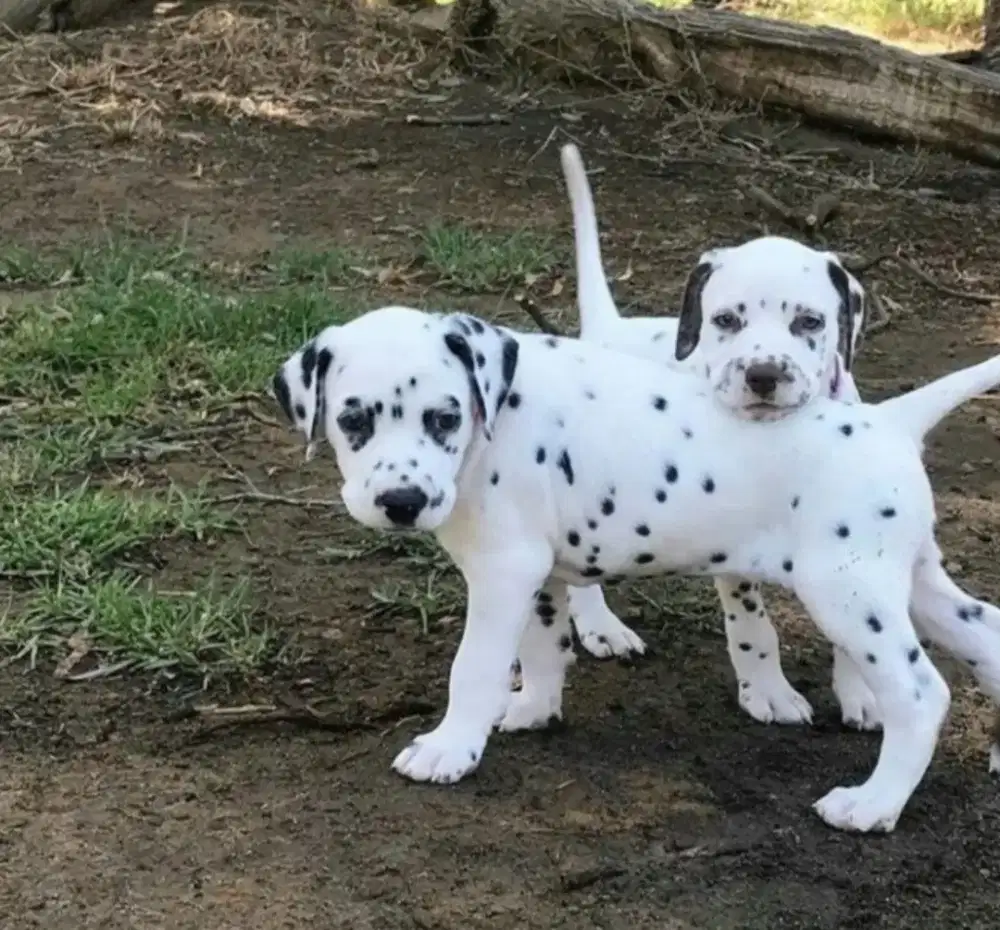 DIJUAL ANAK ANJING DALMATION