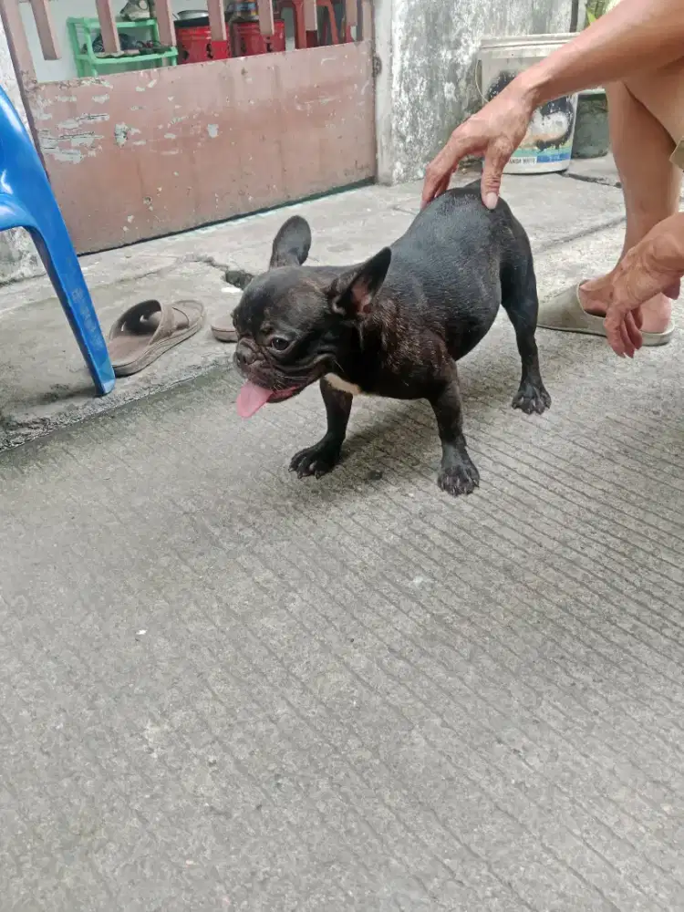 Anjing di jual frac bulldog BTN 13 bln stb vak