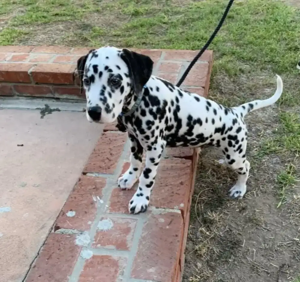 DIJUAL ANAK ANJING DALMATION