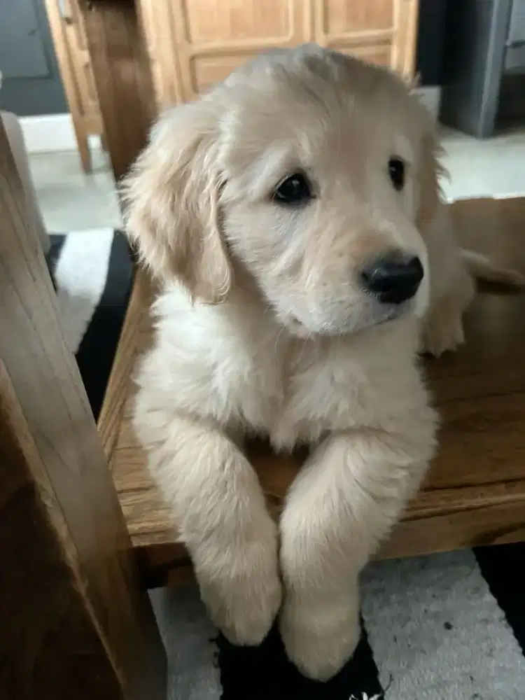 DIJUAL ANAK ANJING GOLDEN RETRIEVER