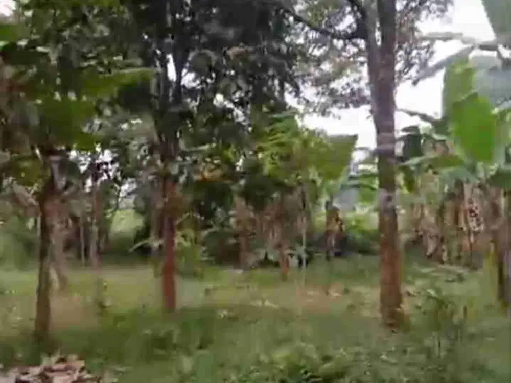 Di jual kebun durian produktif .lokadi datar punggir jln cor beton .harga di bawah pasaran lgi Bu