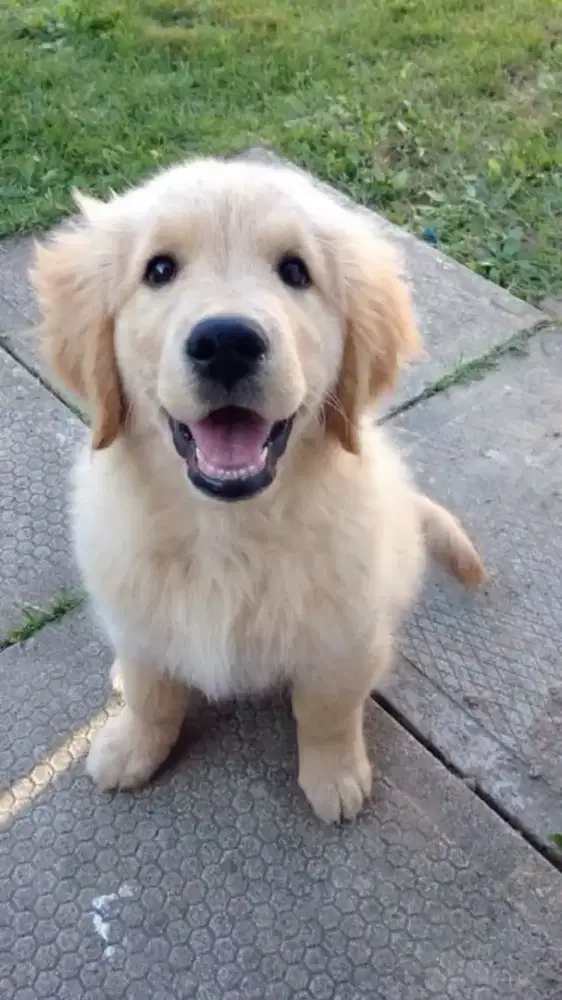 DIJUAL ANAK ANJING GOLDEN RETRIEVER