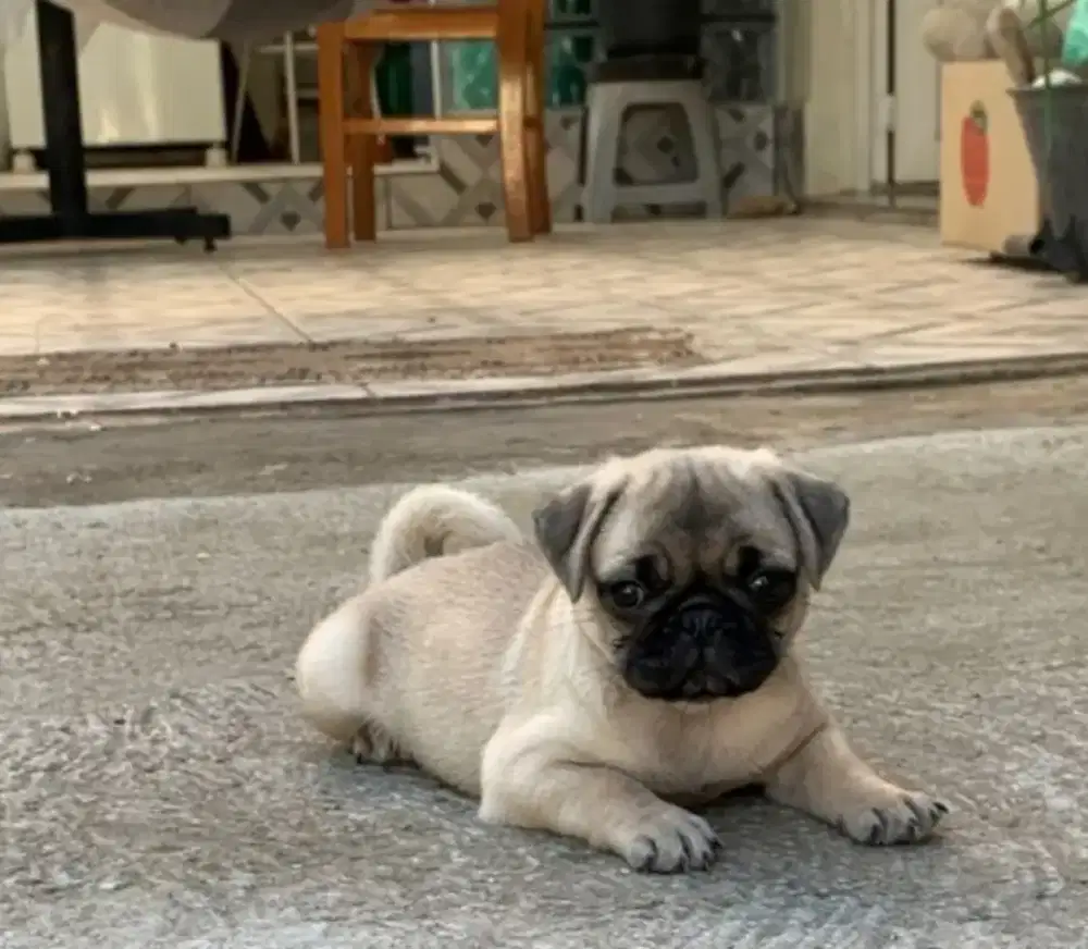 DIJUAL ANAK ANJING PUG