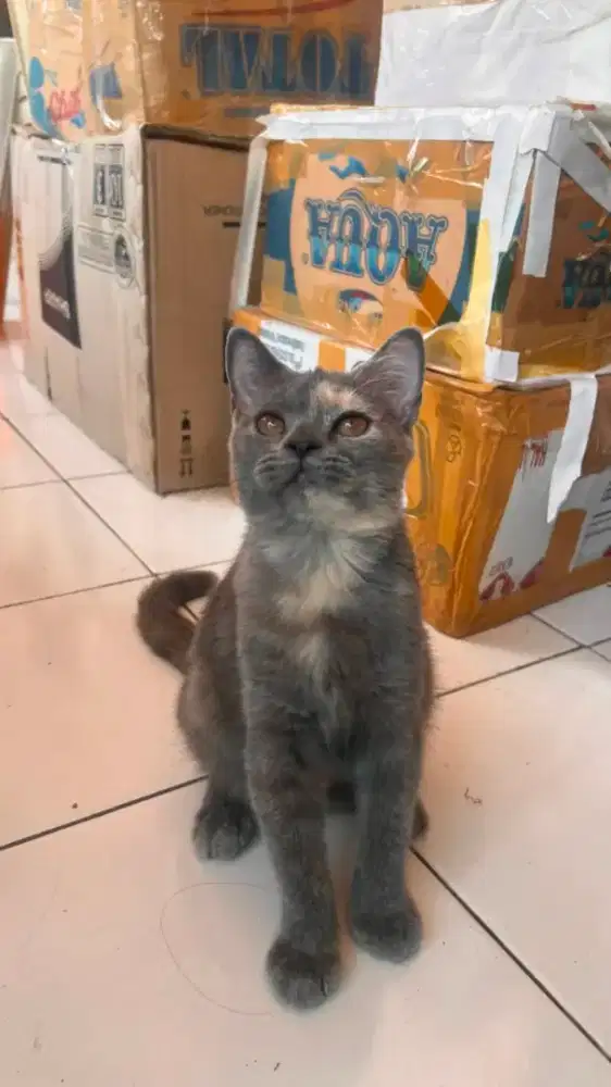 Lepas Adopsi British Shorthair (bisa nego)