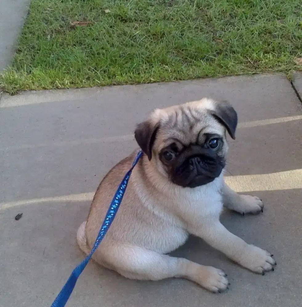 DIJUAL ANAK ANJING PUG
