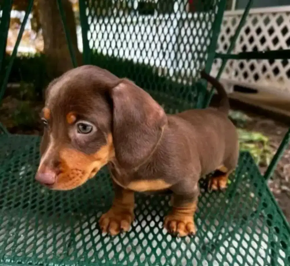DIJUAL ANAK ANJING TEKEL, DACHSHUND