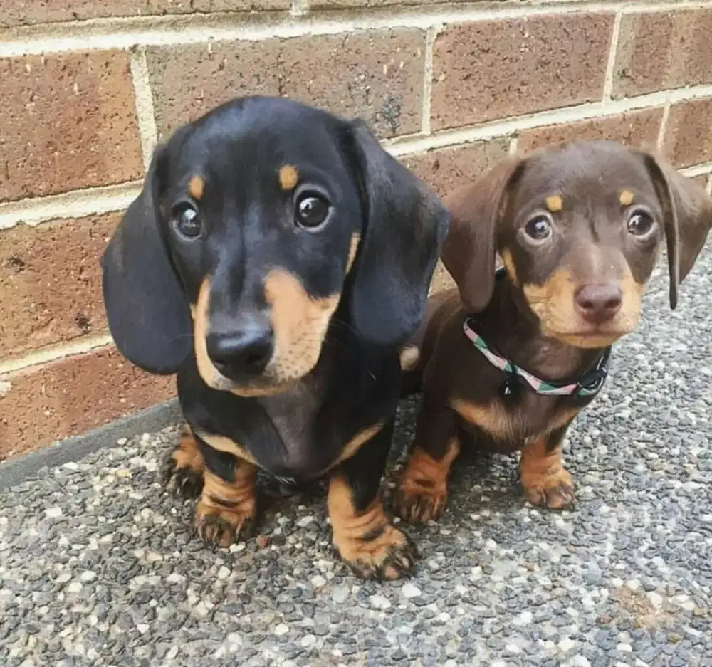DIJUAL ANAK ANJING TEKEL,DACHSHUND