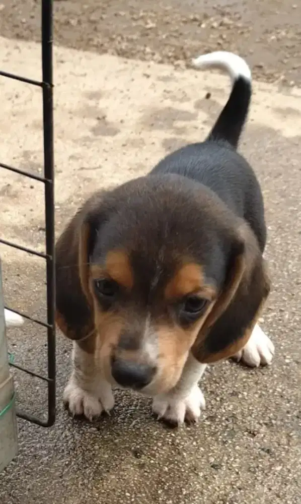 DIJUAL ANAK ANJING BEAGLE TRICOLOR