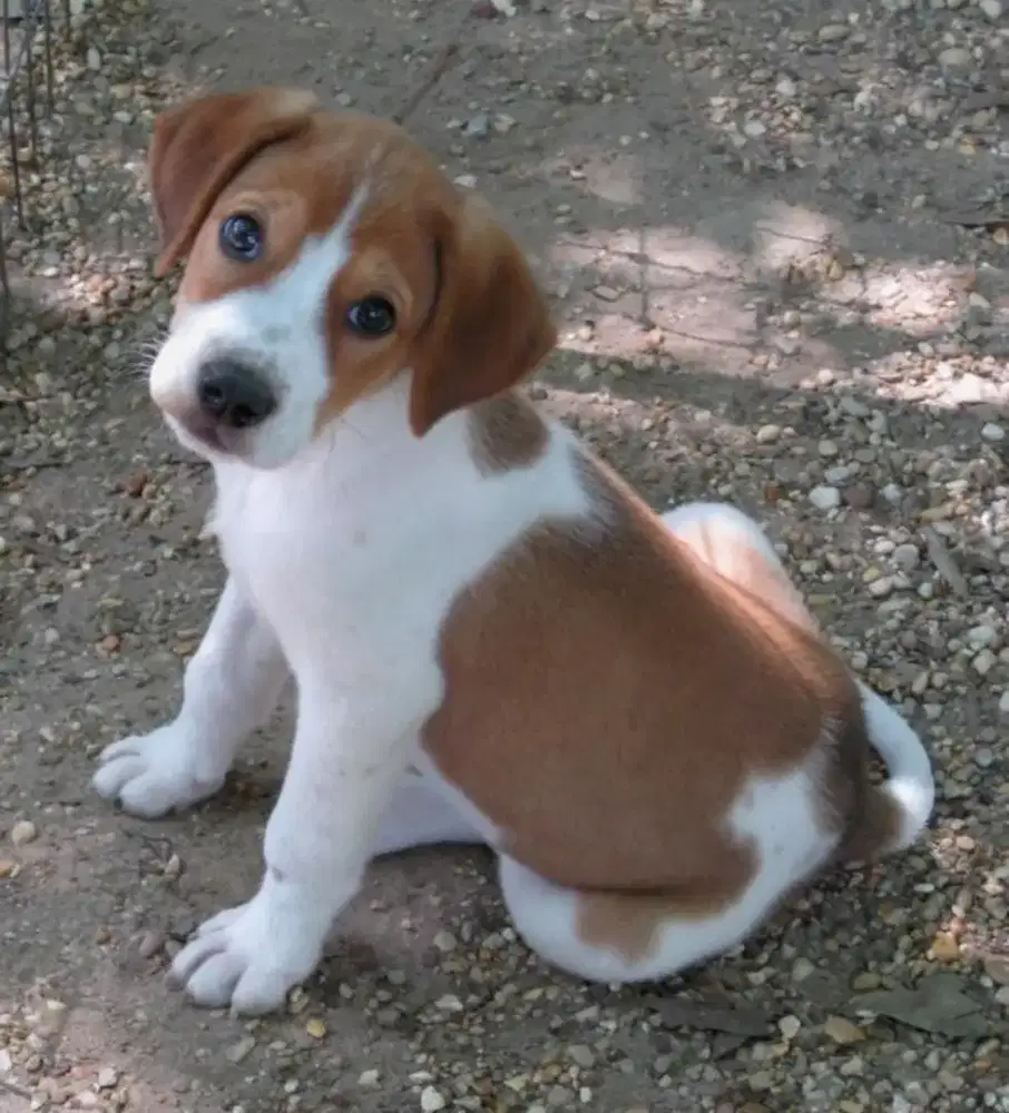 DIJUAL ANAK ANJING JACK RUSSELL