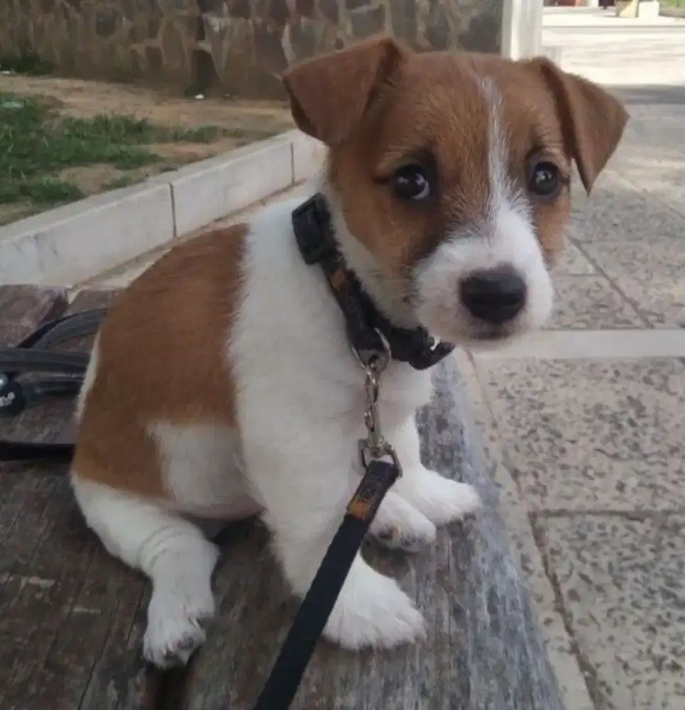 DIJUAL ANAK ANJING JACK RUSSELL