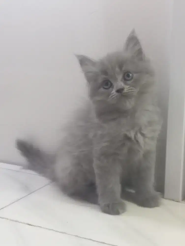 Kucing persia kitten jantan